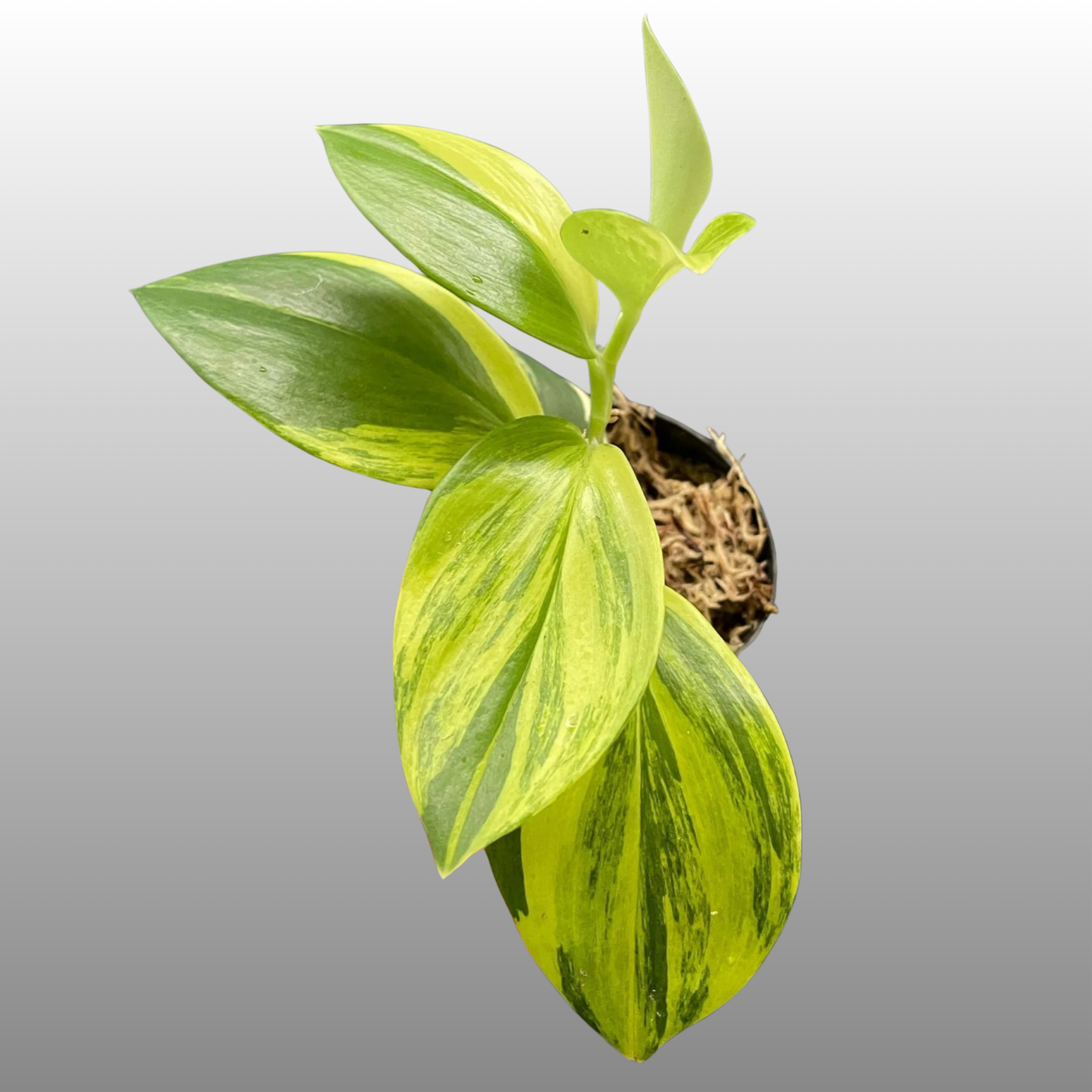Scindapsus Rubicon Aurea