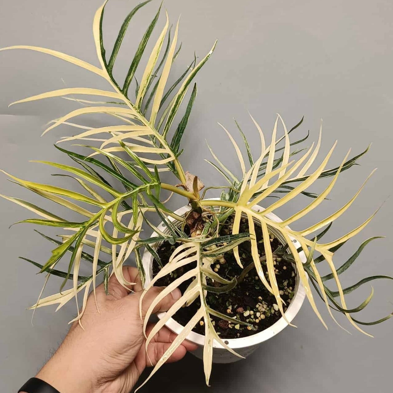 Philodendron Tortum Variegated A