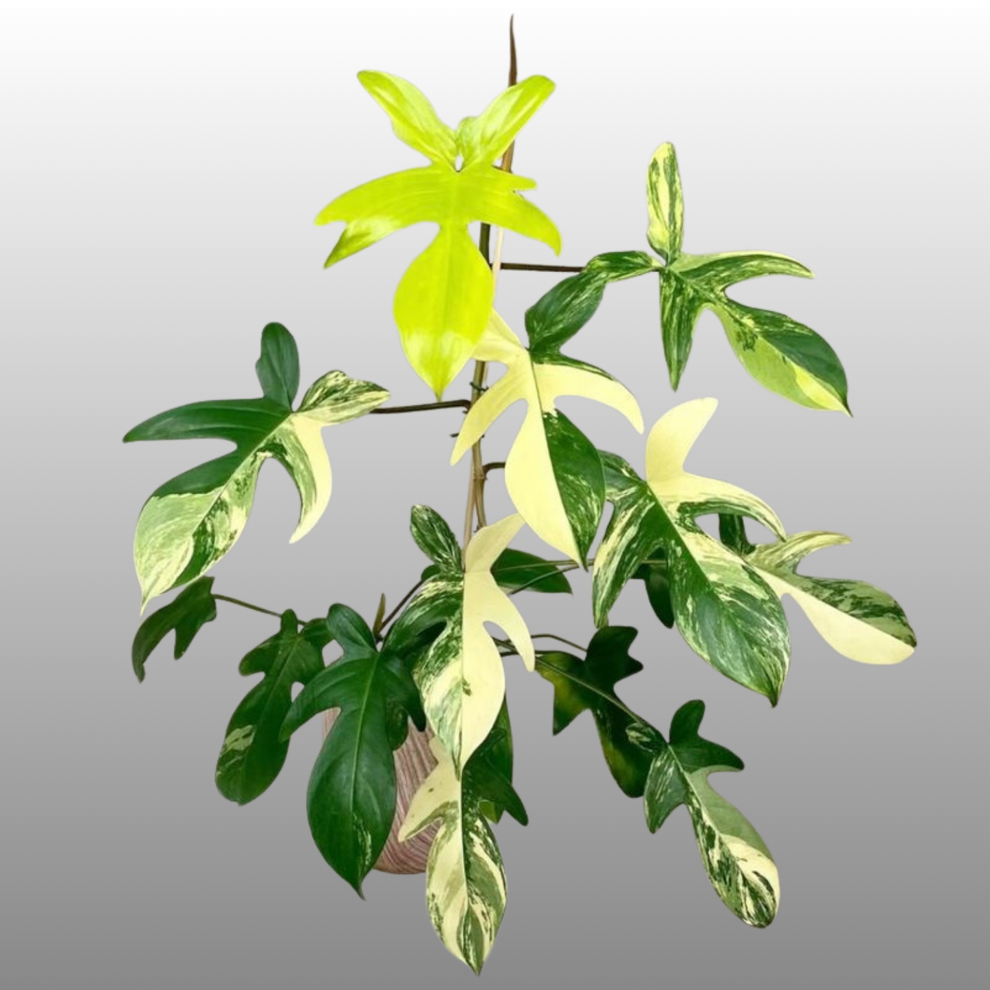 Philodendron Florida Beauty