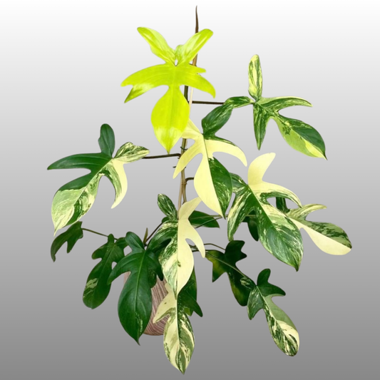 Philodendron Florida Beauty