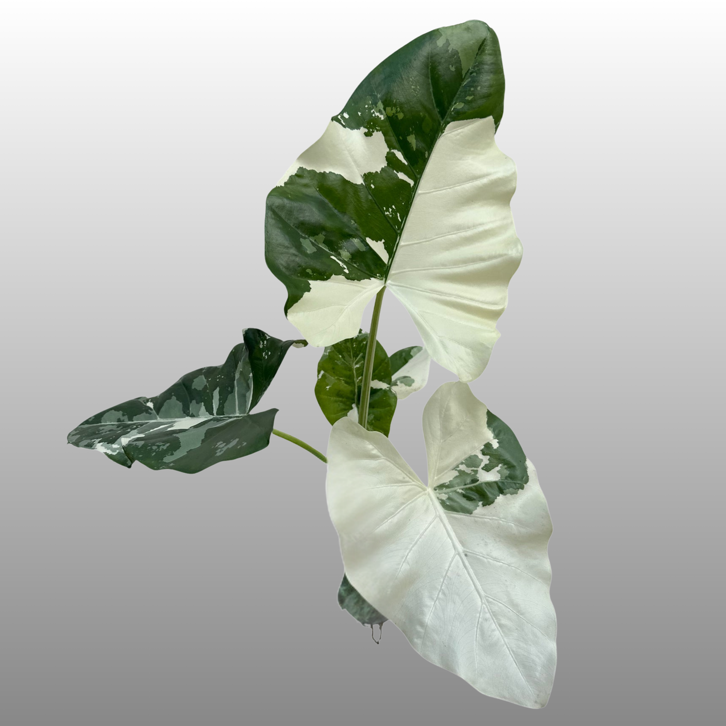 Alocasia Macrorrhiza Albo