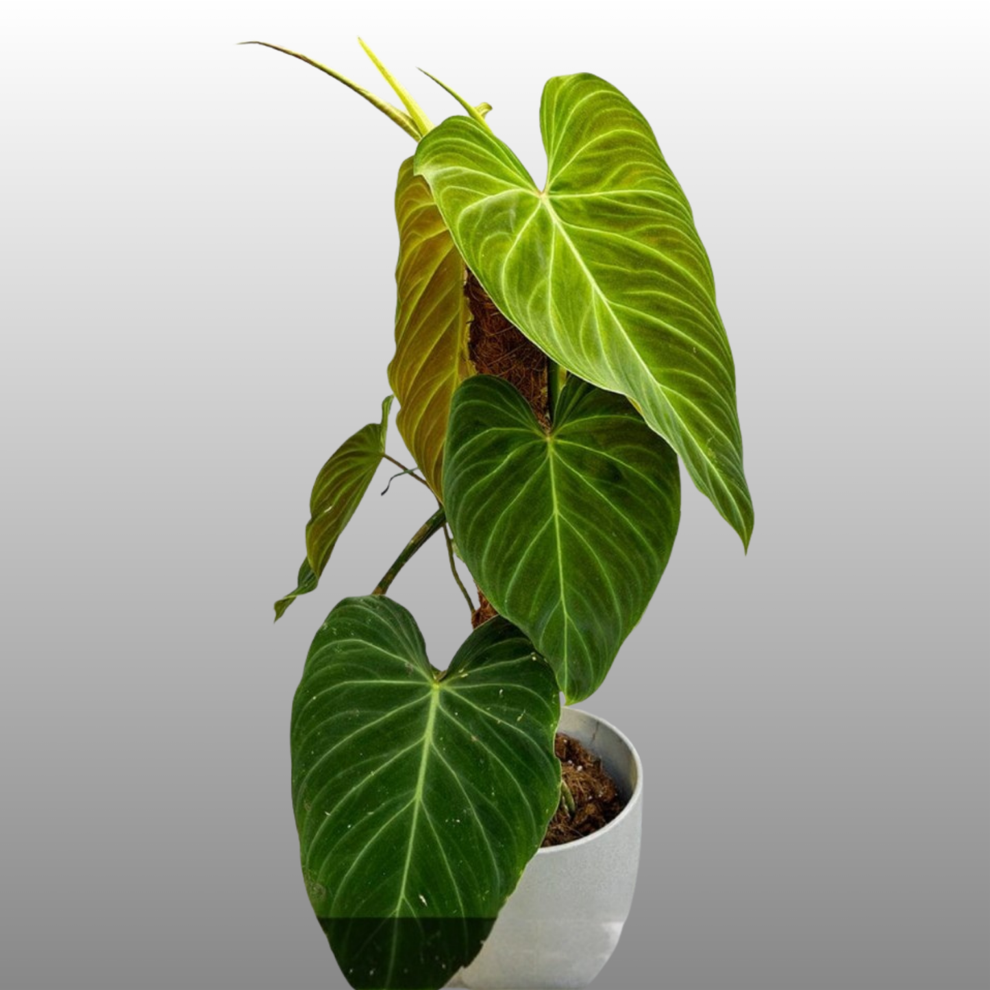 Philodendron Splendid - K