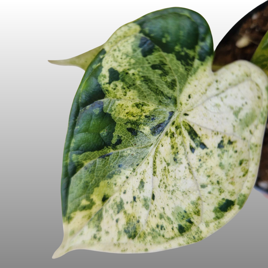 Alocasia Dragon Scale Mint Variegated