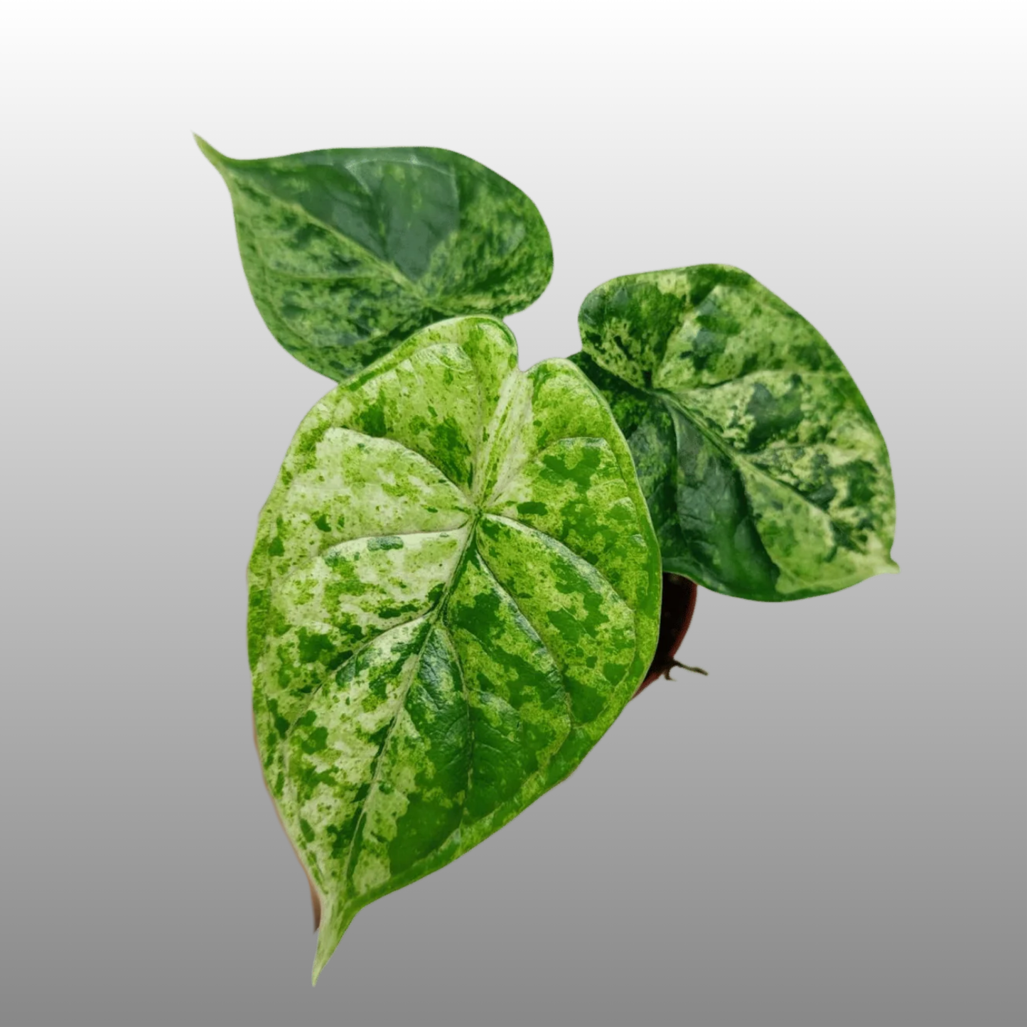 Alocasia Dragon Scale Mint Variegated