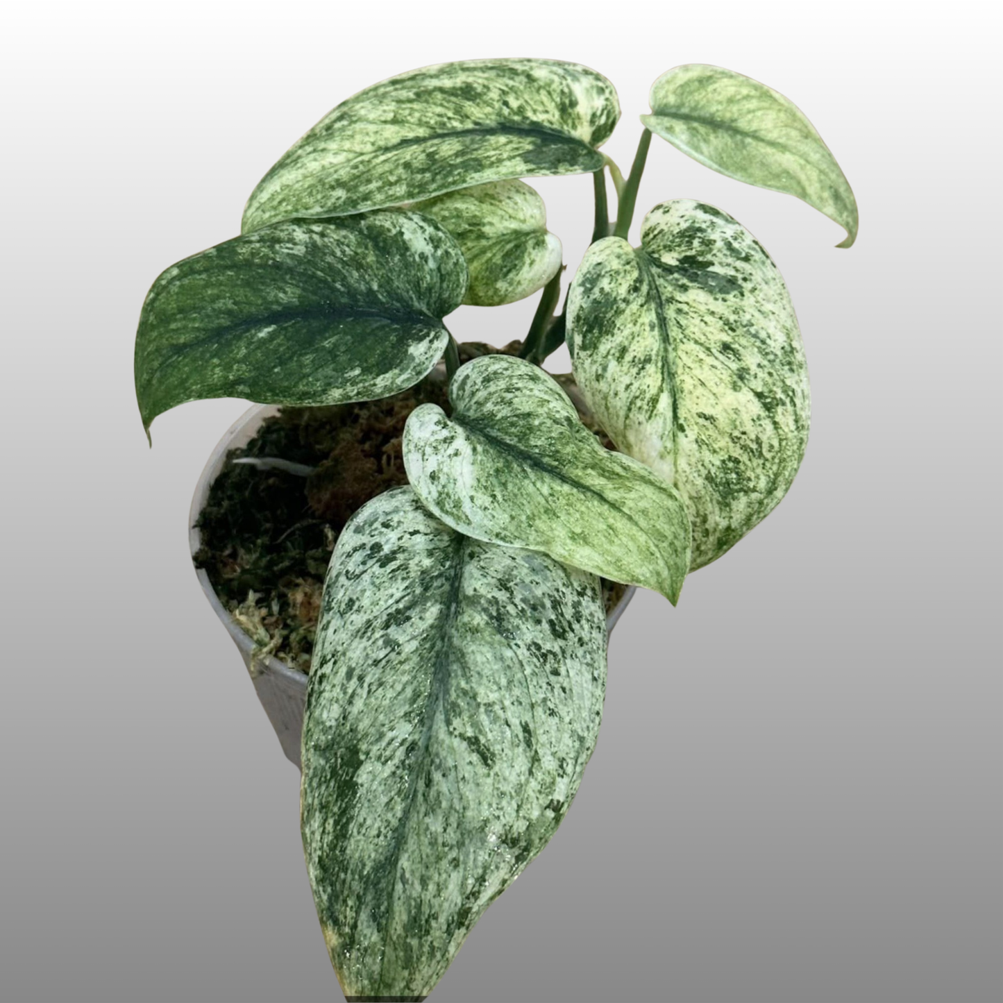 Scindapsus Jade Satin Marble