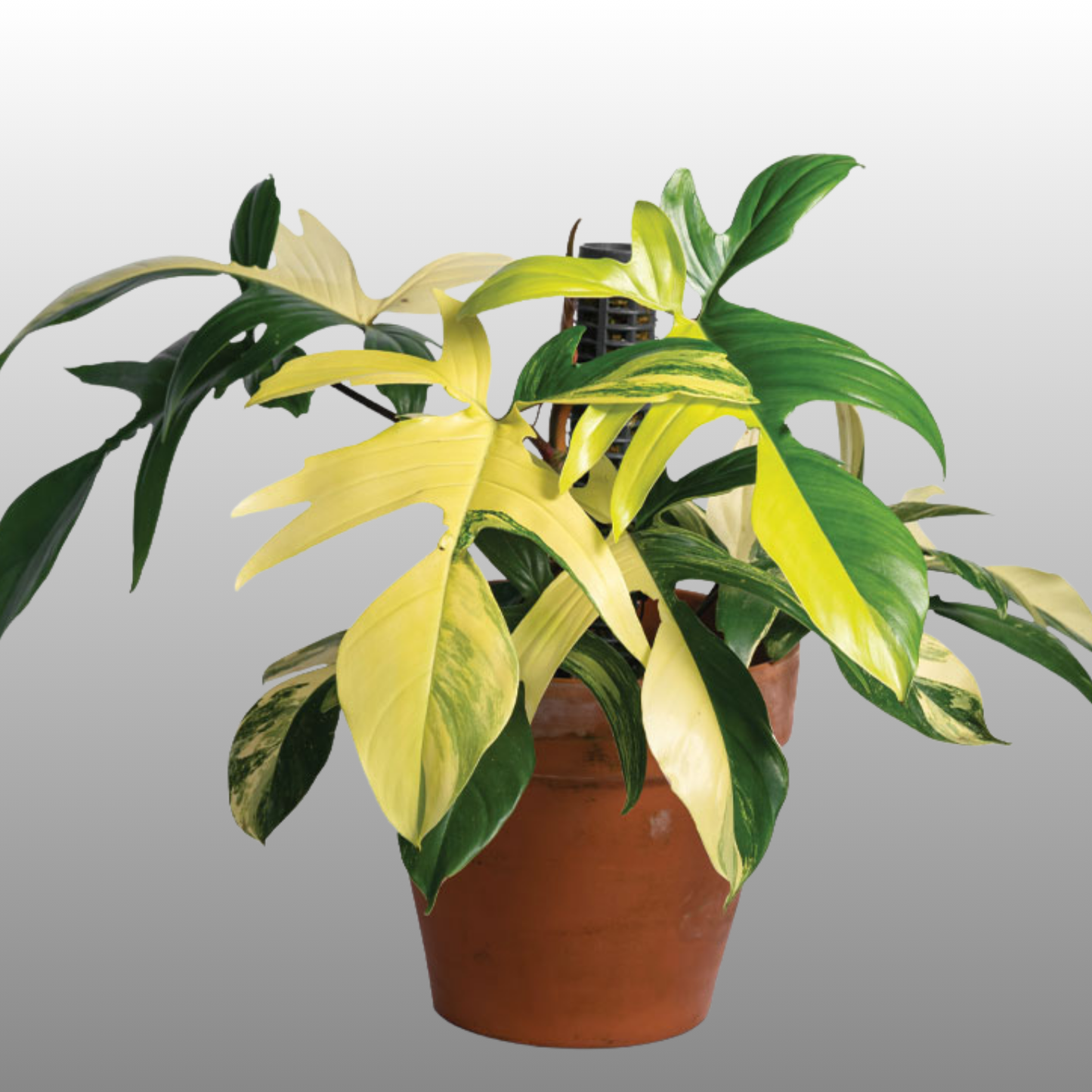 Philodendron Florida Beauty