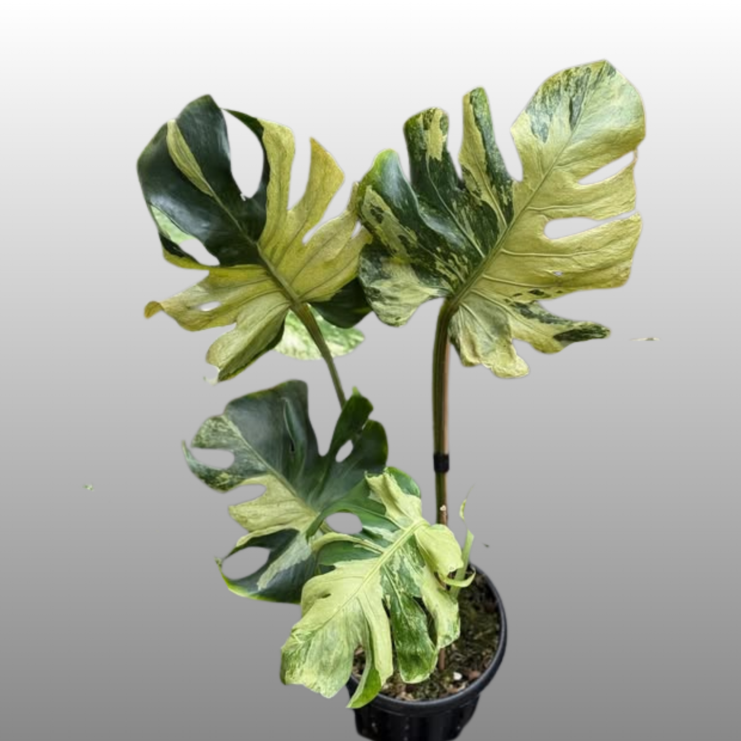 Monstera Deliciosa Ocean Mint