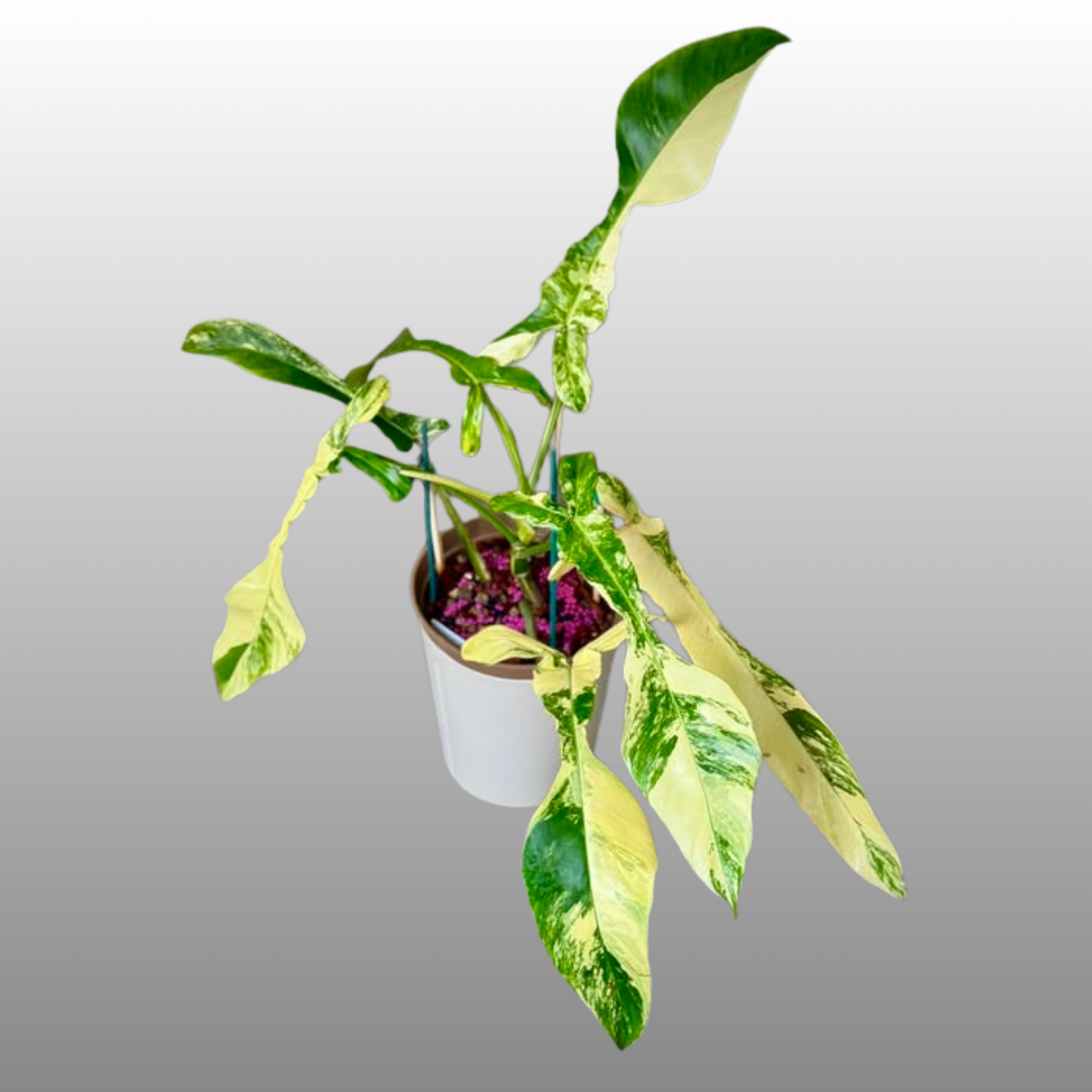 Philodendron Joepii Variegated  - Private Collection Release