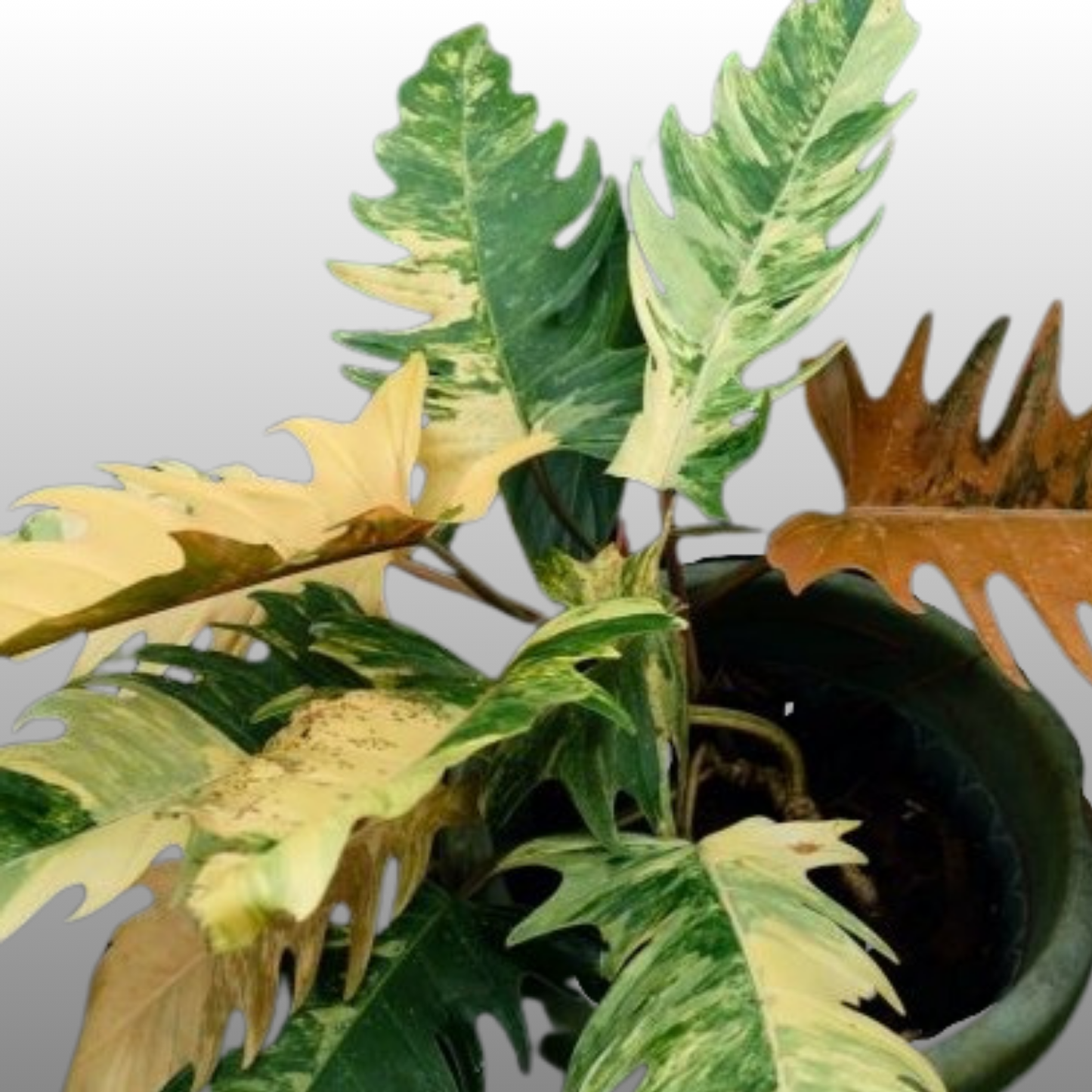 Philodendron Caramel Marble