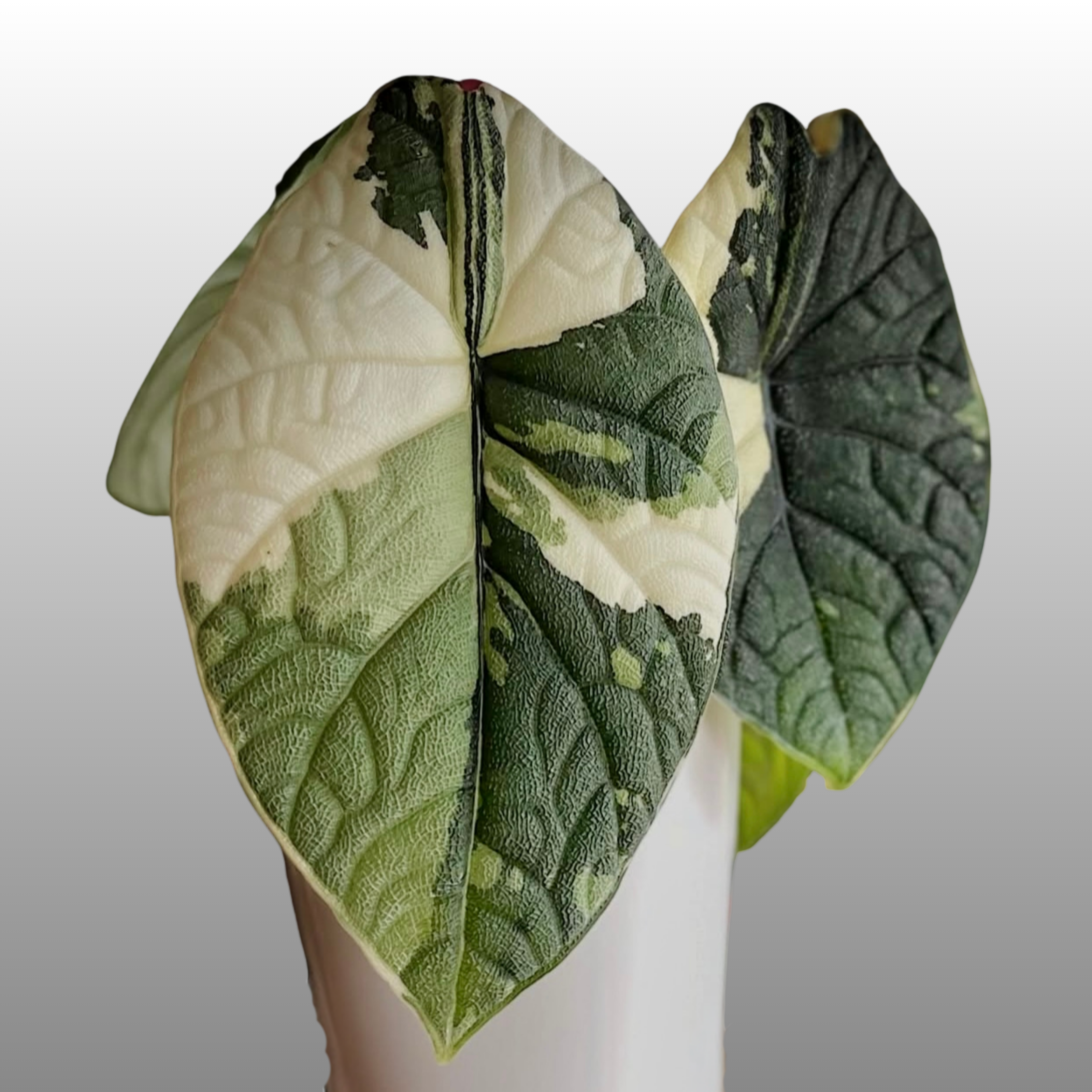 Alocasia Melo YO512Alocasia Melo Albo Variegated アロカシア メロ