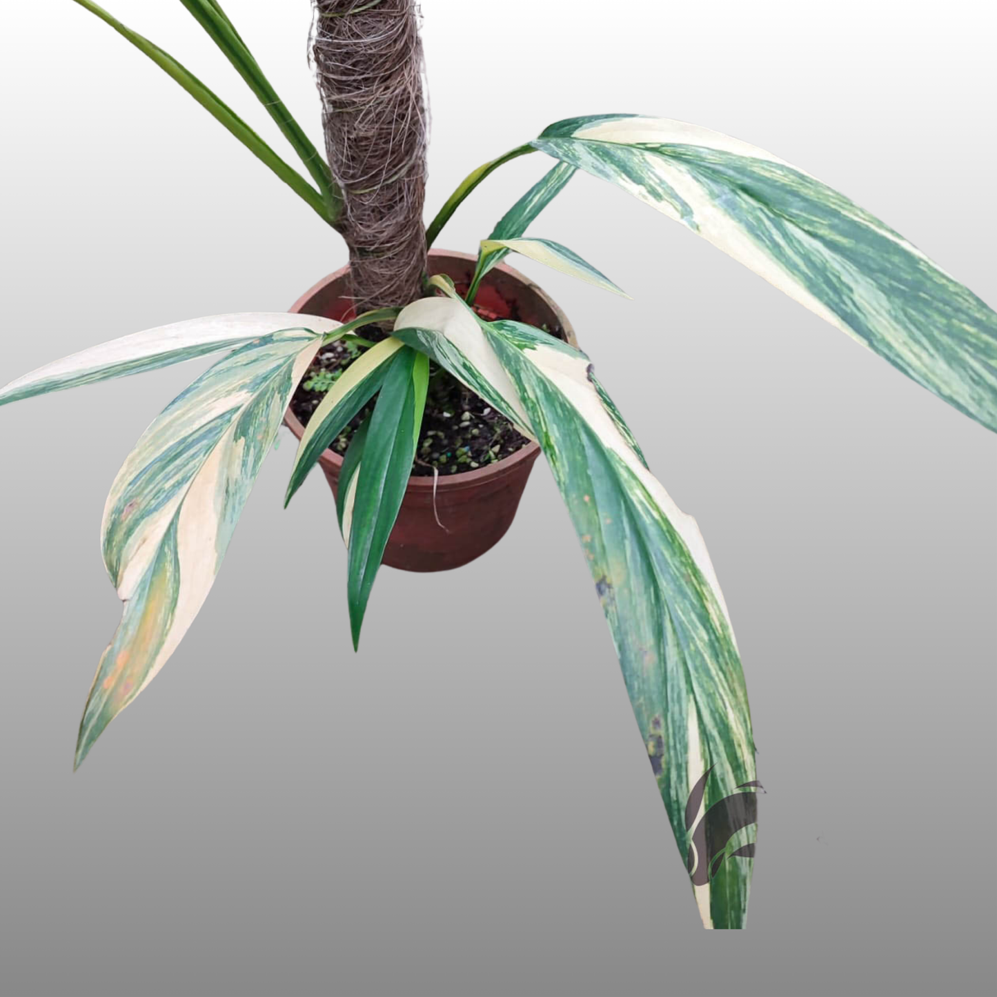 Epipremnum Amplissimum Silver Albo - B