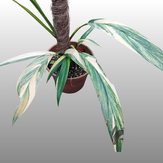 Epipremnum Amplissimum Silver Albo - B