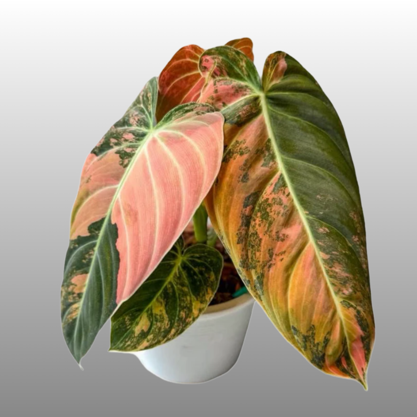 Philodendron Melanochrysum Pink Variegated
