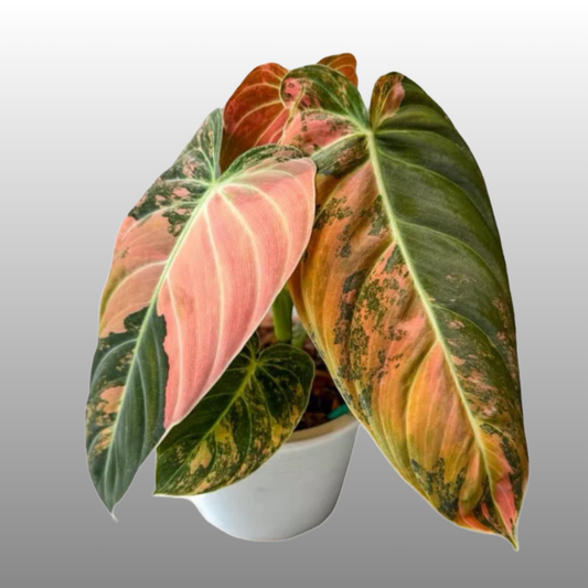 Philodendron Melanochrysum Pink Variegated