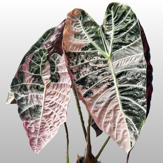 Alocasia Watsonia Pink Variegated