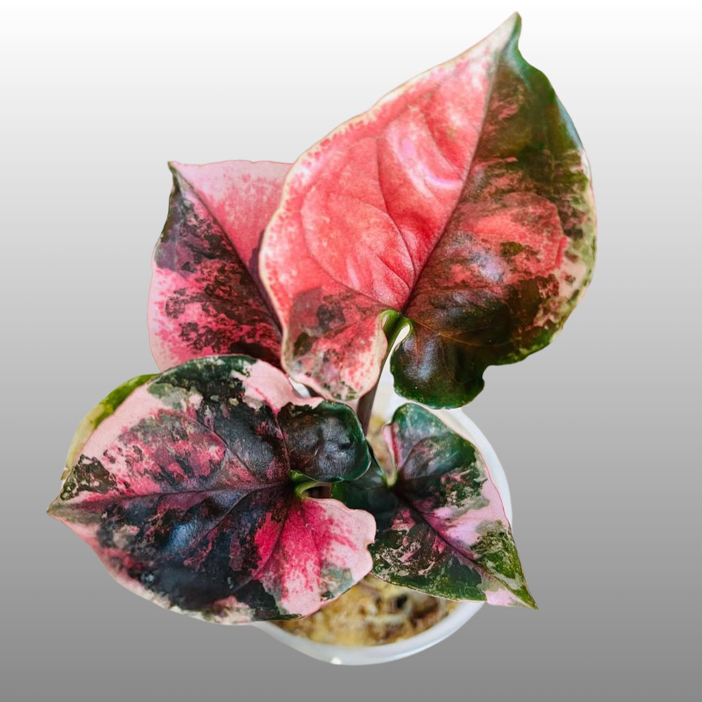 Syngonium Strawberry Ice Pink