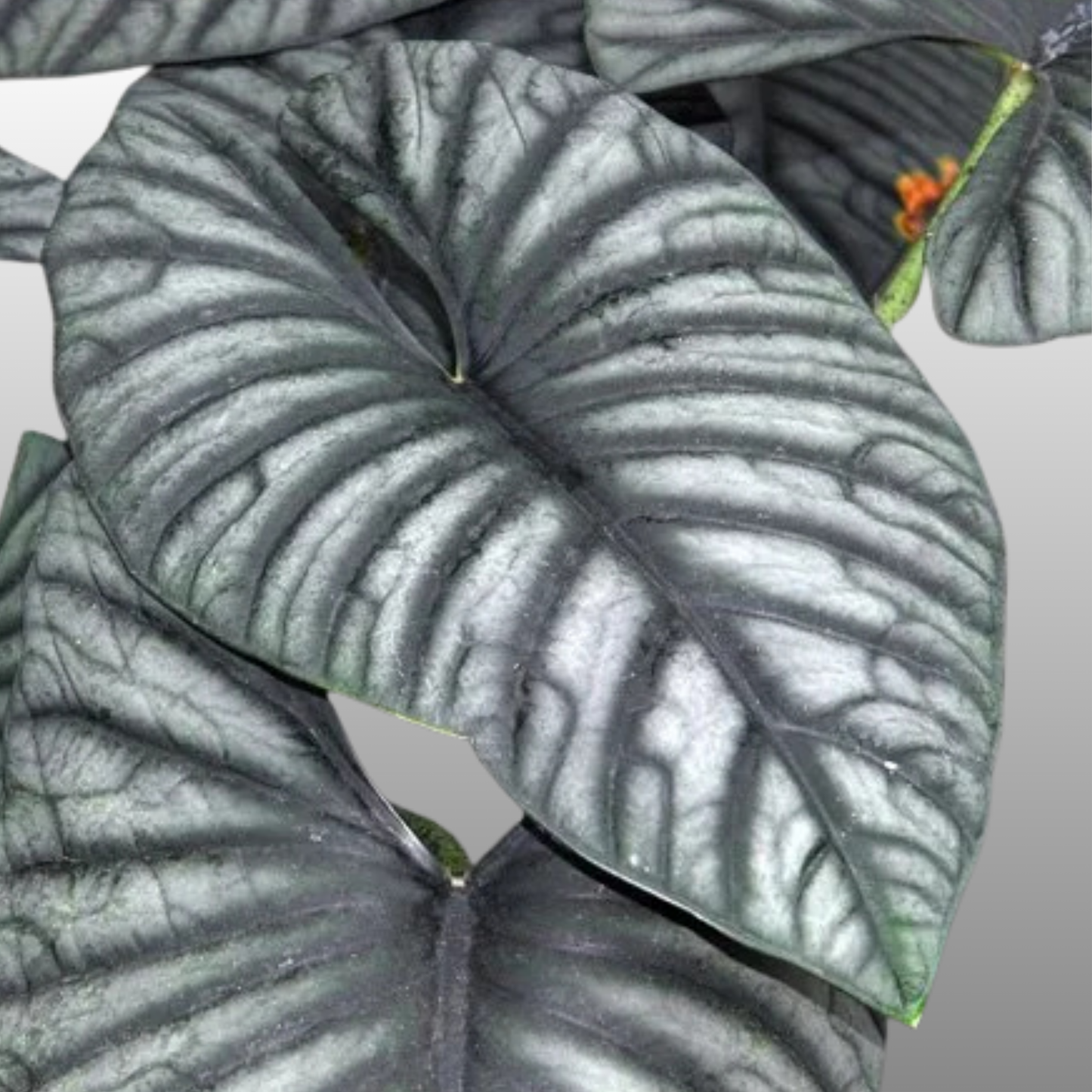 Alocasia Nebula