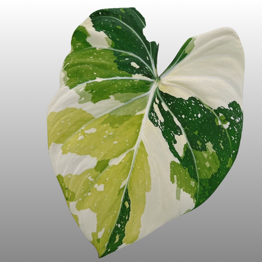 Philodendron Gloriosum Tri-Colour