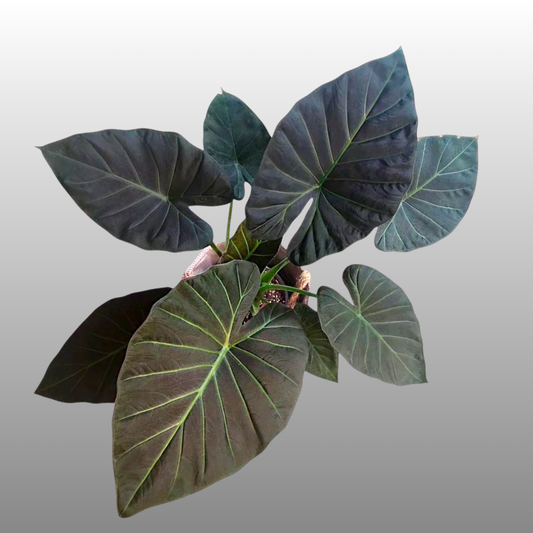 Alocasia Regal Shields - A (C)