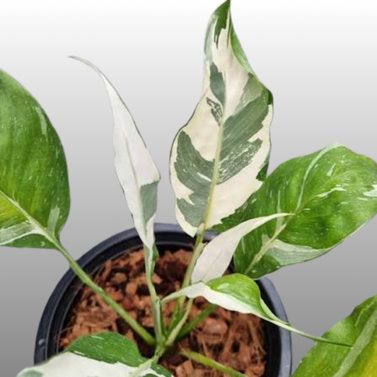 Spathiphyllum Galaxy