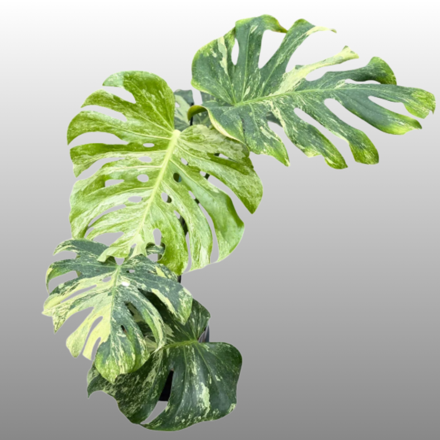 Monstera Deliciosa Ocean Mint
