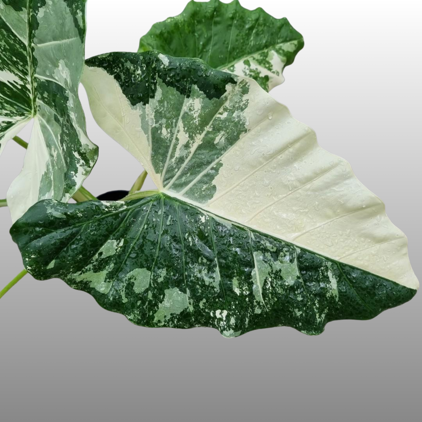 Alocasia Macrorrhiza Albo
