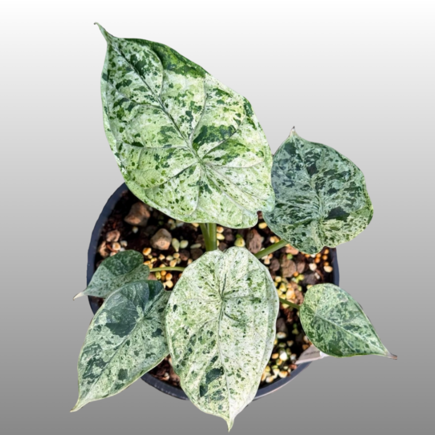 Alocasia Dragon Scale Mint Variegated