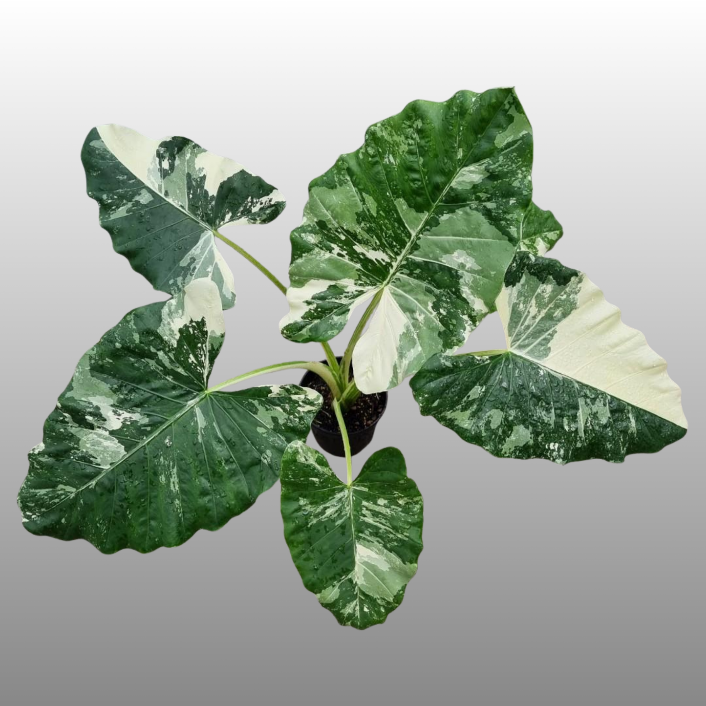 Alocasia Macrorrhiza Albo