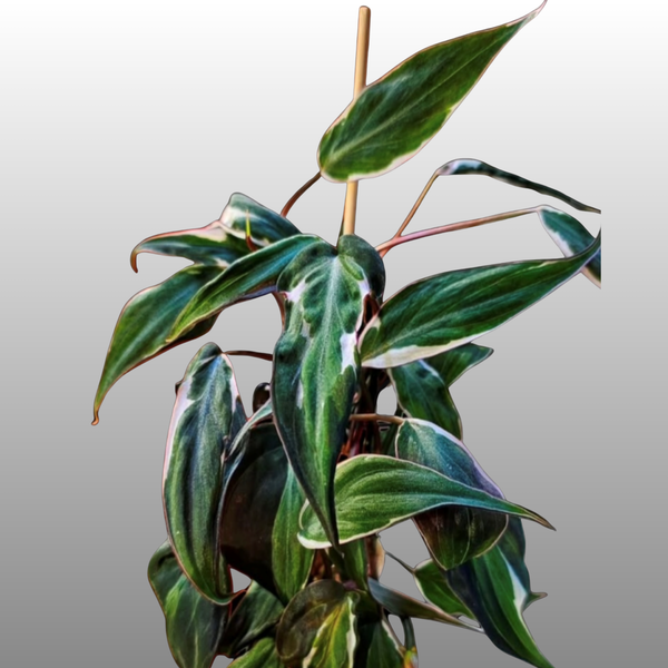 philodendron halo micans Philodendron Halo Velvet Micans Variegated – Nelson Plant Guy