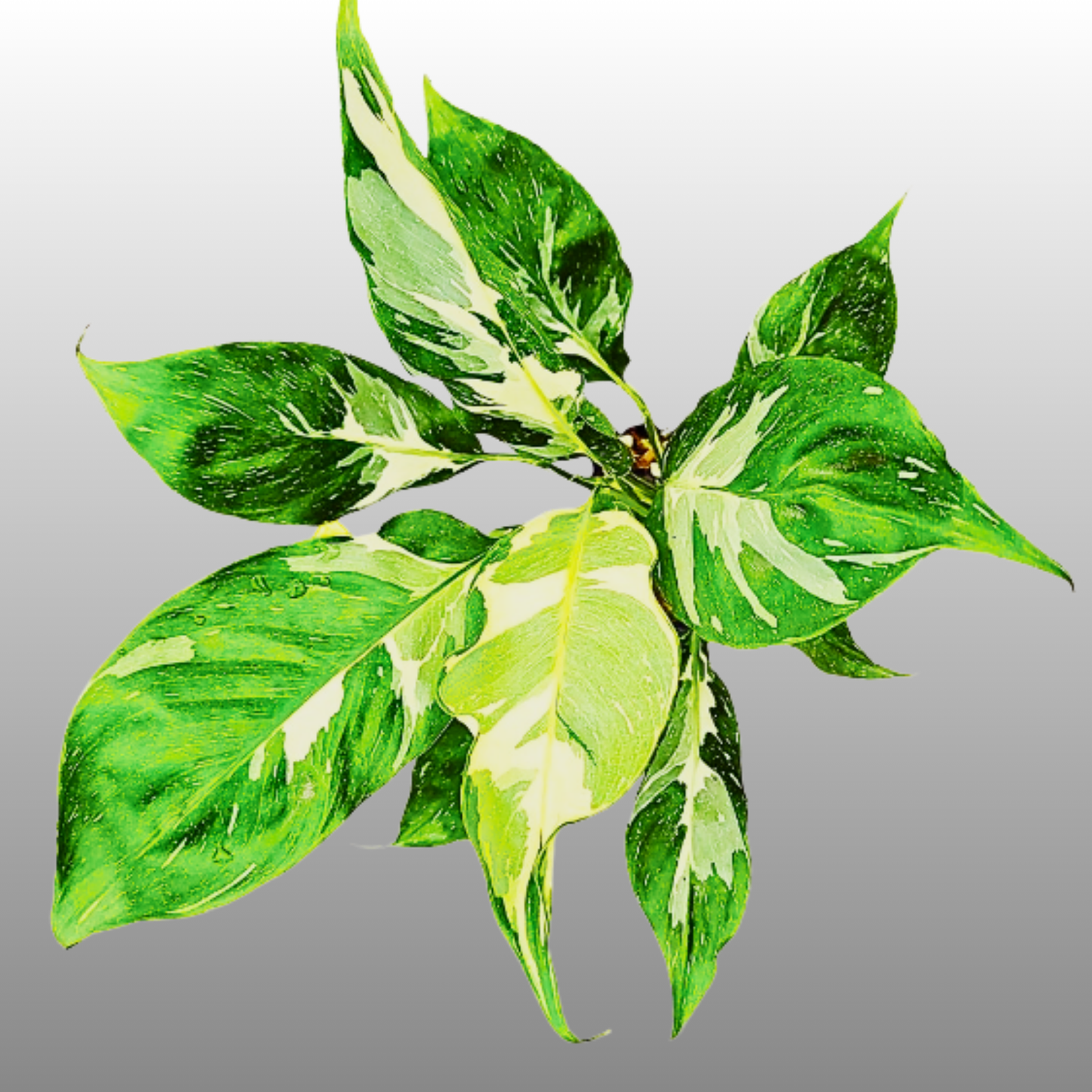Spathiphyllum Galaxy