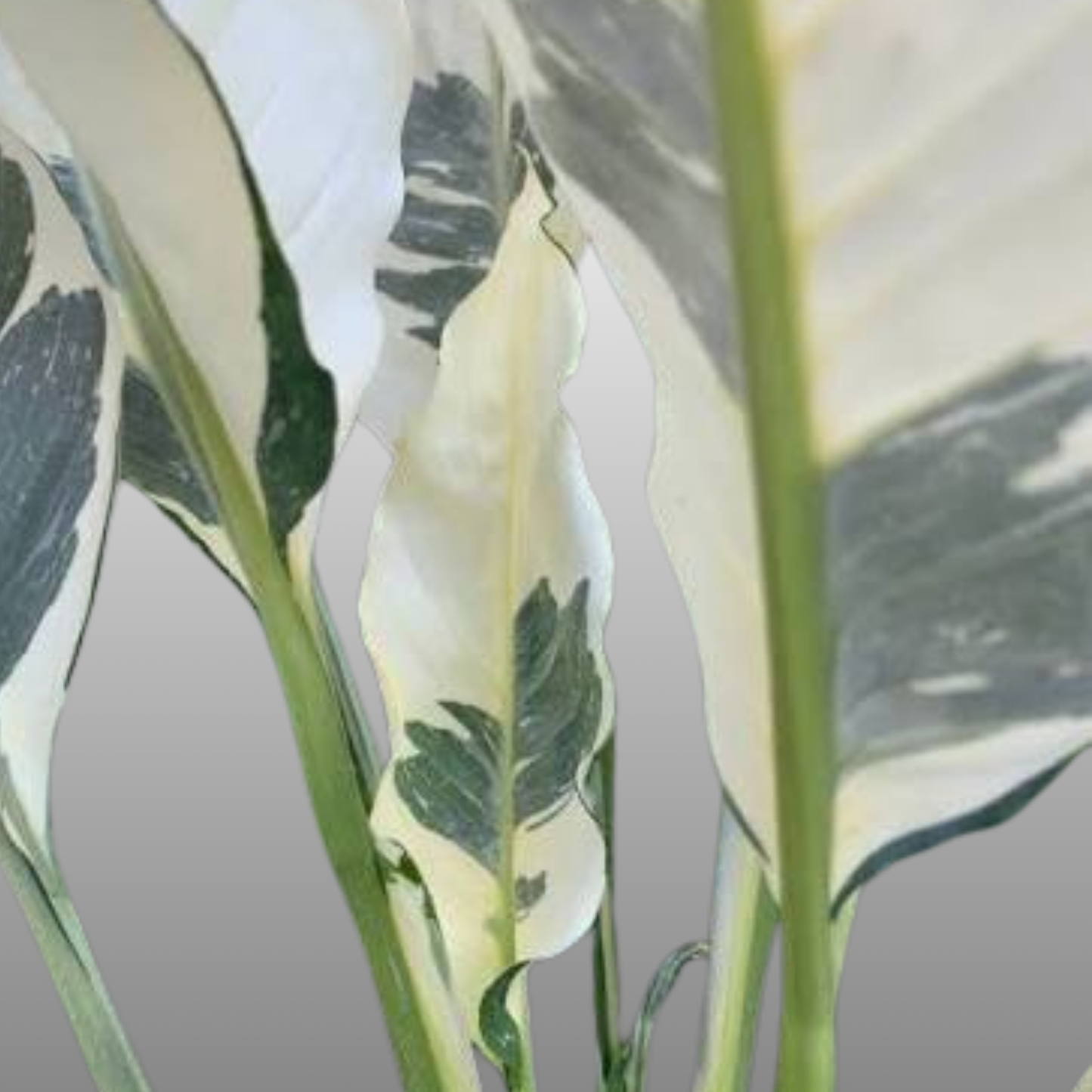 Spathiphyllum Galaxy