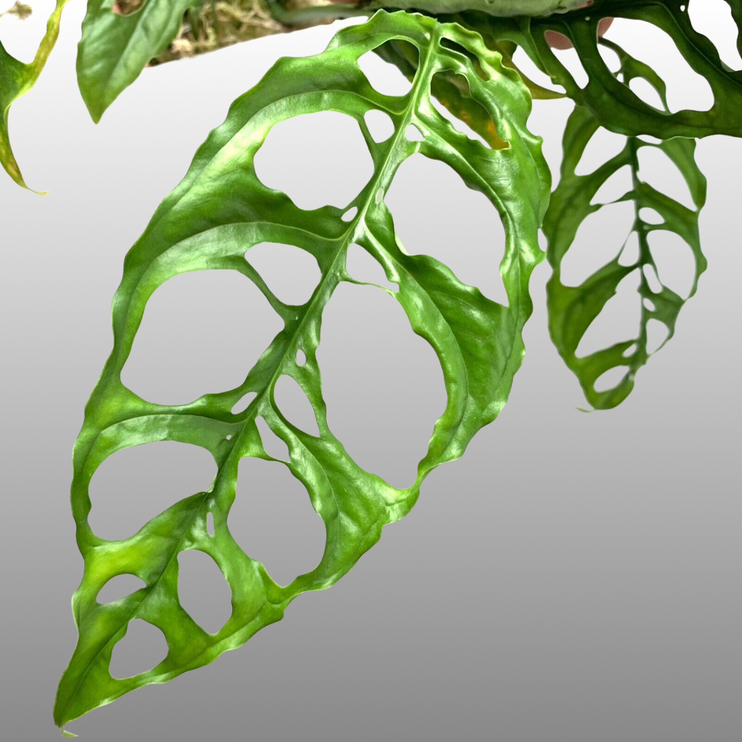 Monstera Obliqua Peru