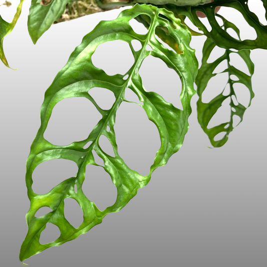 Monstera Obliqua Peru