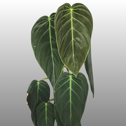 Philodendron Gigas - K