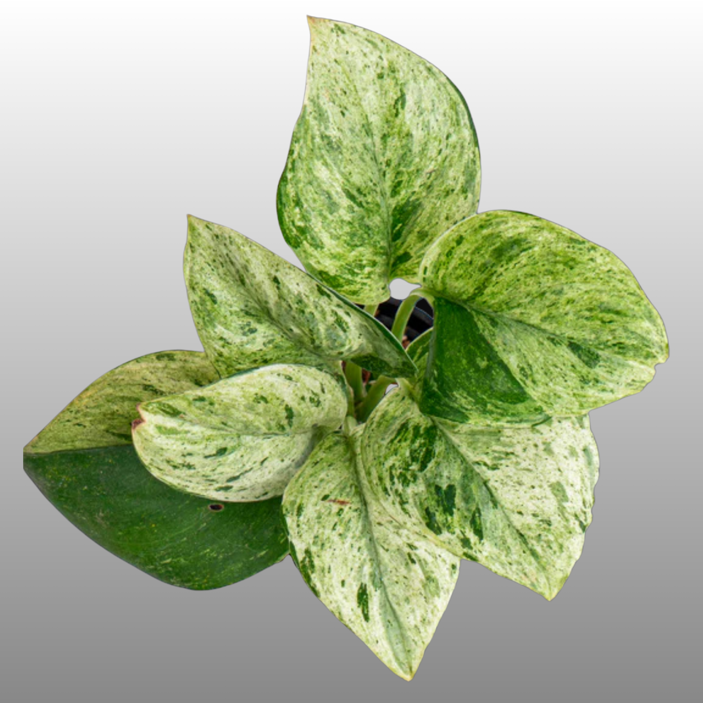 Scindapsus Moonlight Marble Variegated