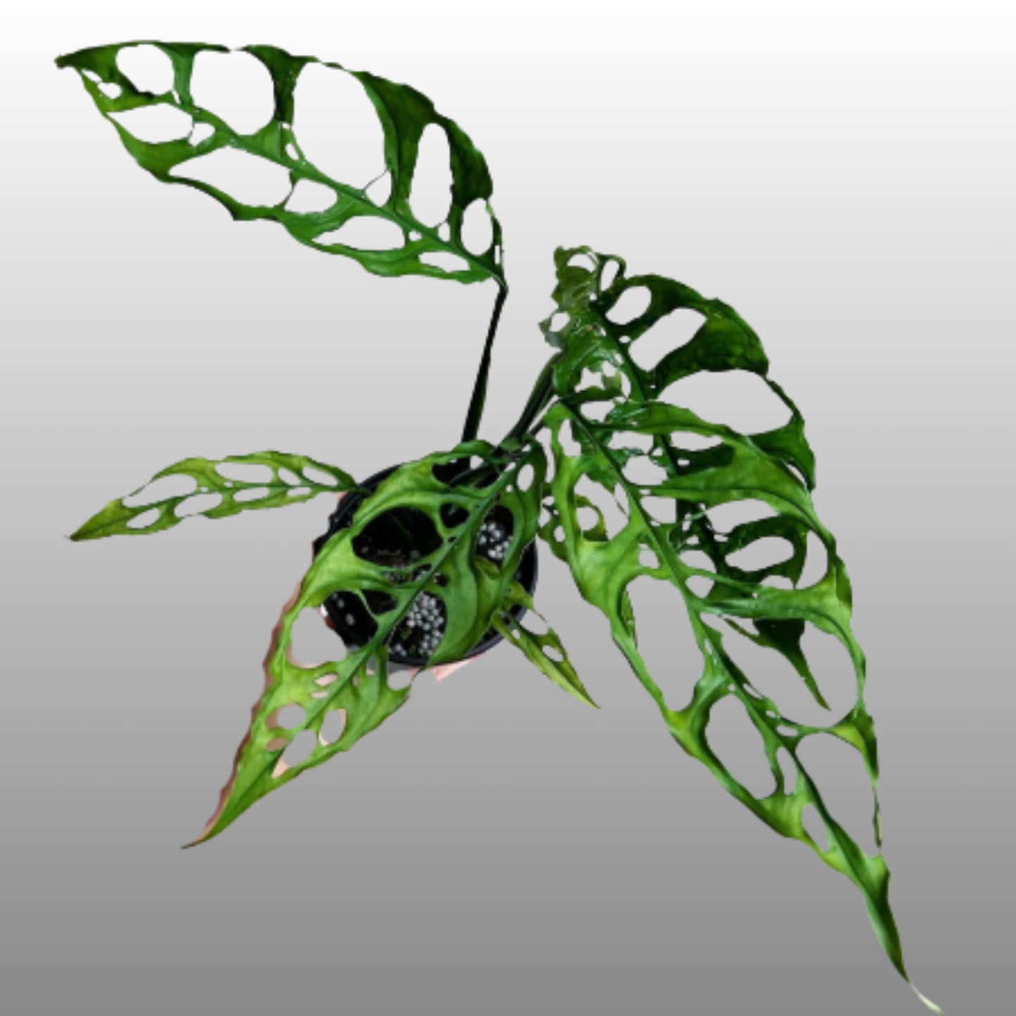 Monstera Obliqua Peru