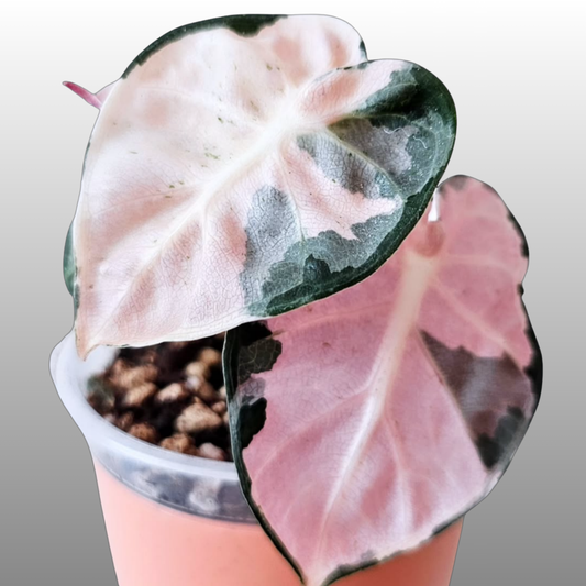 Alocasia Heart Balloon Pink Variegated - B TC