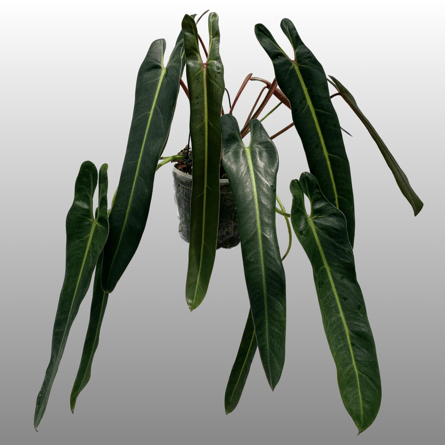 Philodendron Spiritus Sancti - B