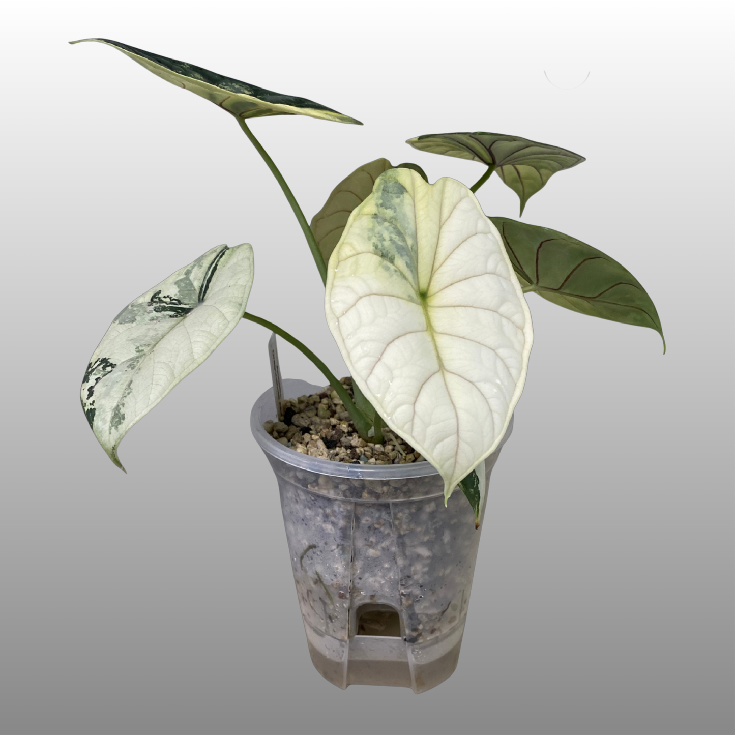 Clear Self-Watering Pots