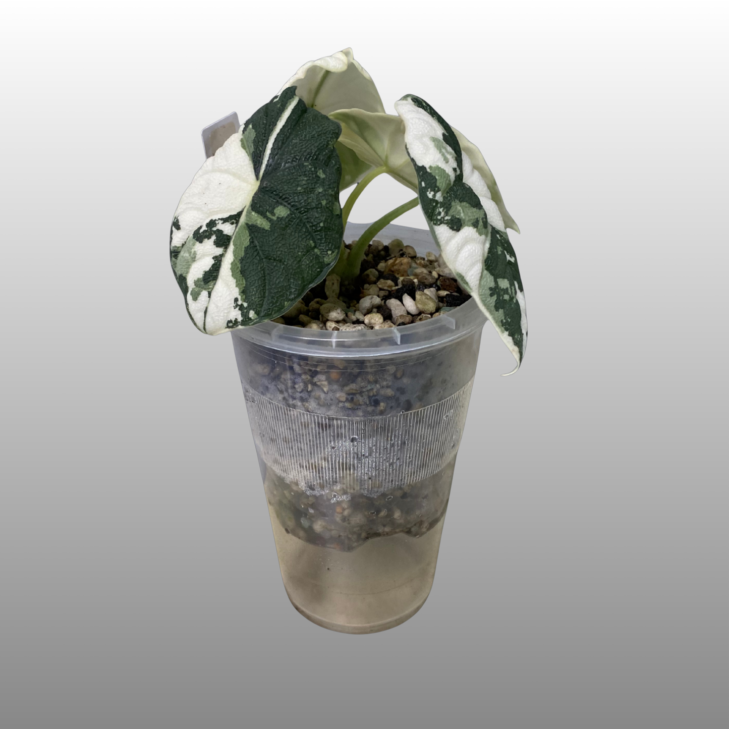 NPG Clear Self-Watering Pot – 13 cm High × 9 cm Wide