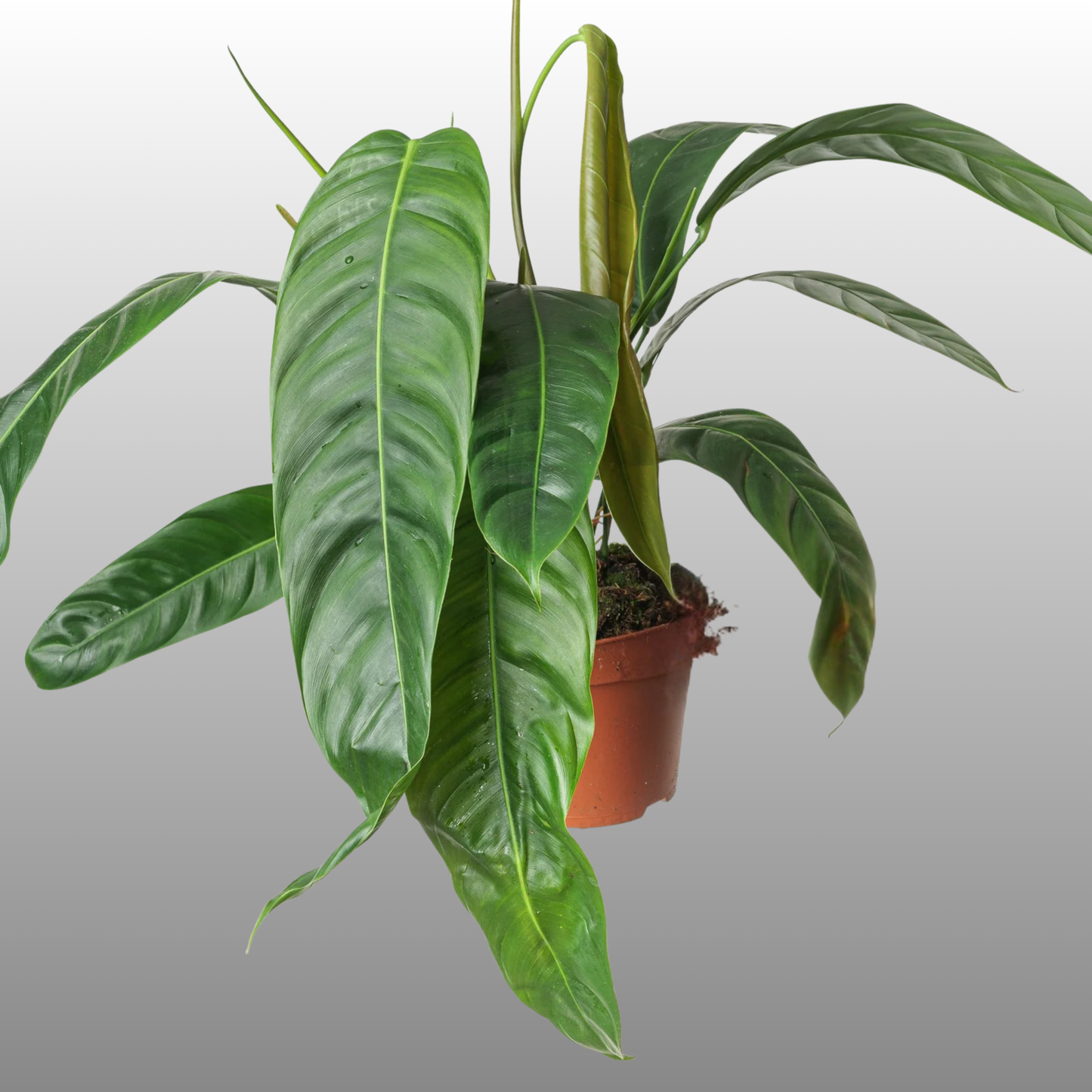 Philodendron Patriciae