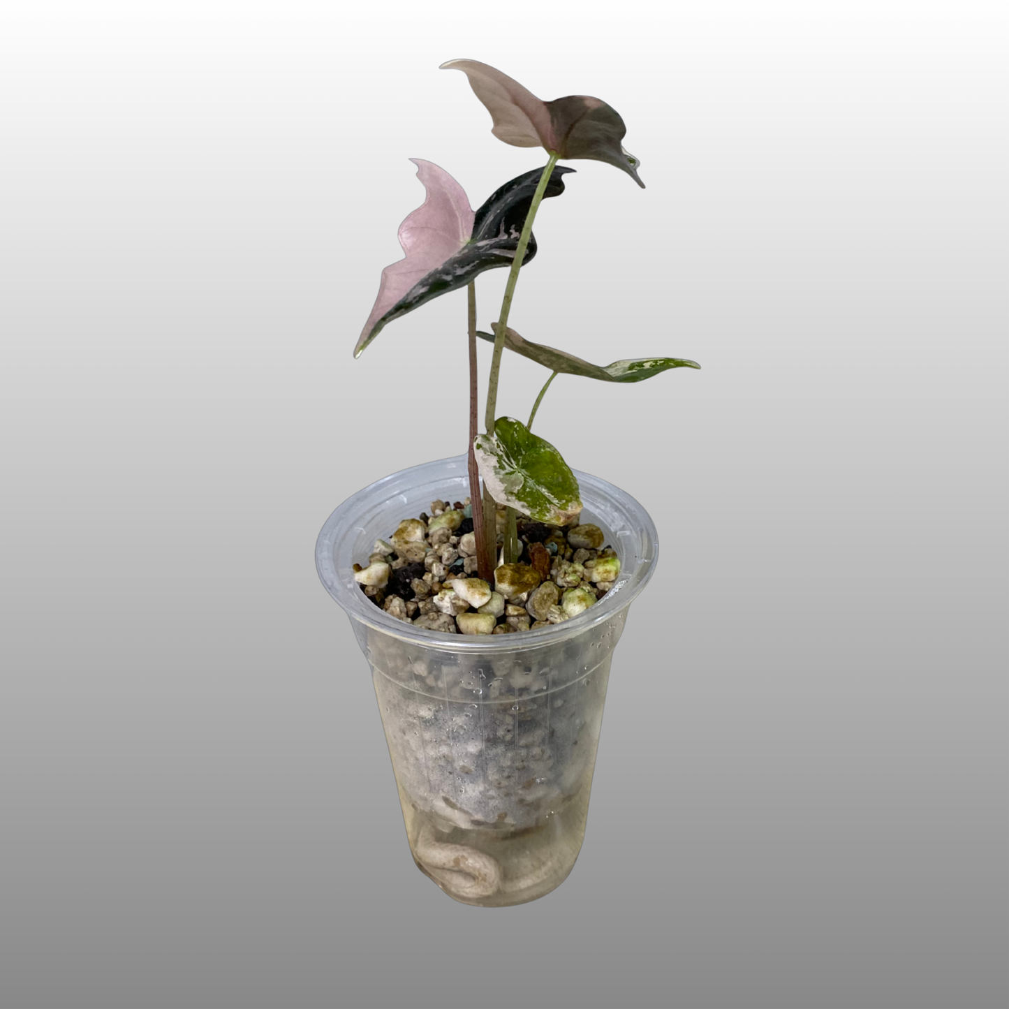 NPG Clear Self-Watering Pot – 10 cm High × 7 cm Wide