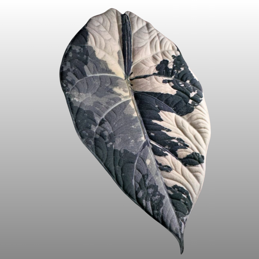 Alocasia Maharani Albo Variegated