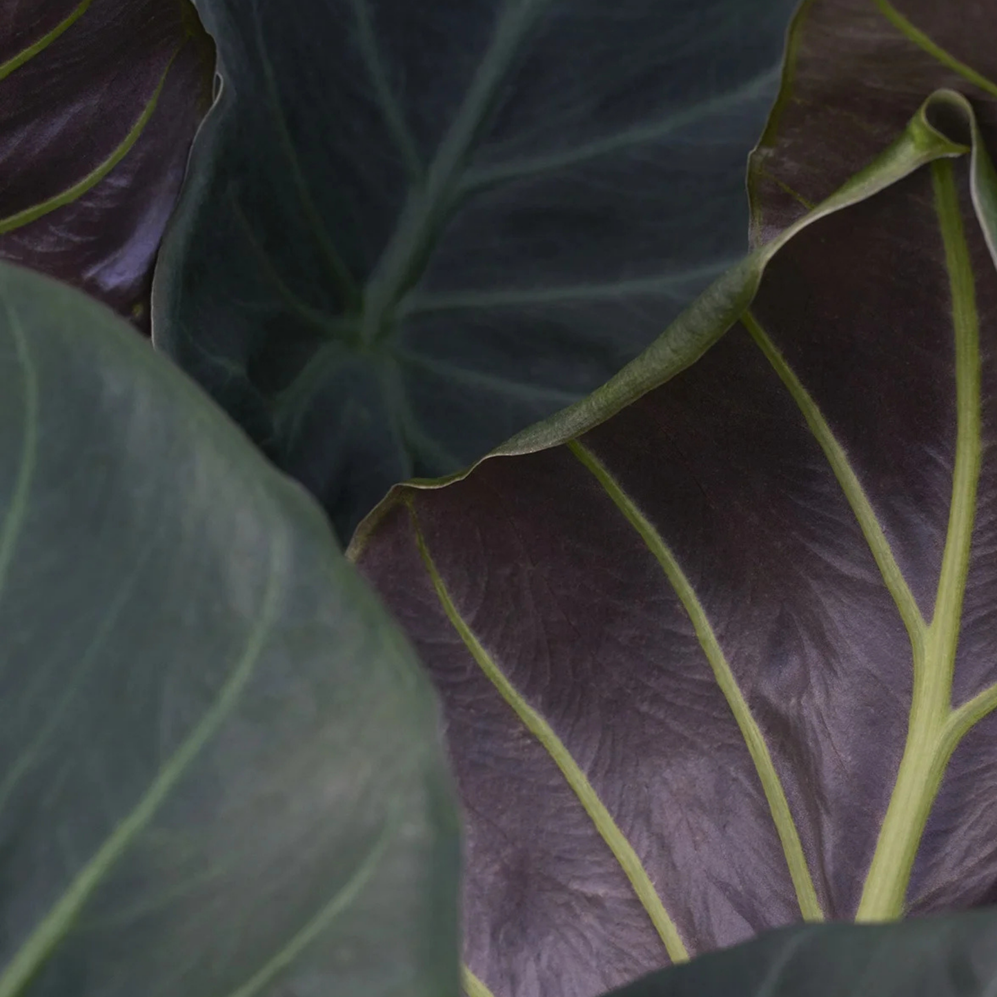 Alocasia Regal Shields - A (C)