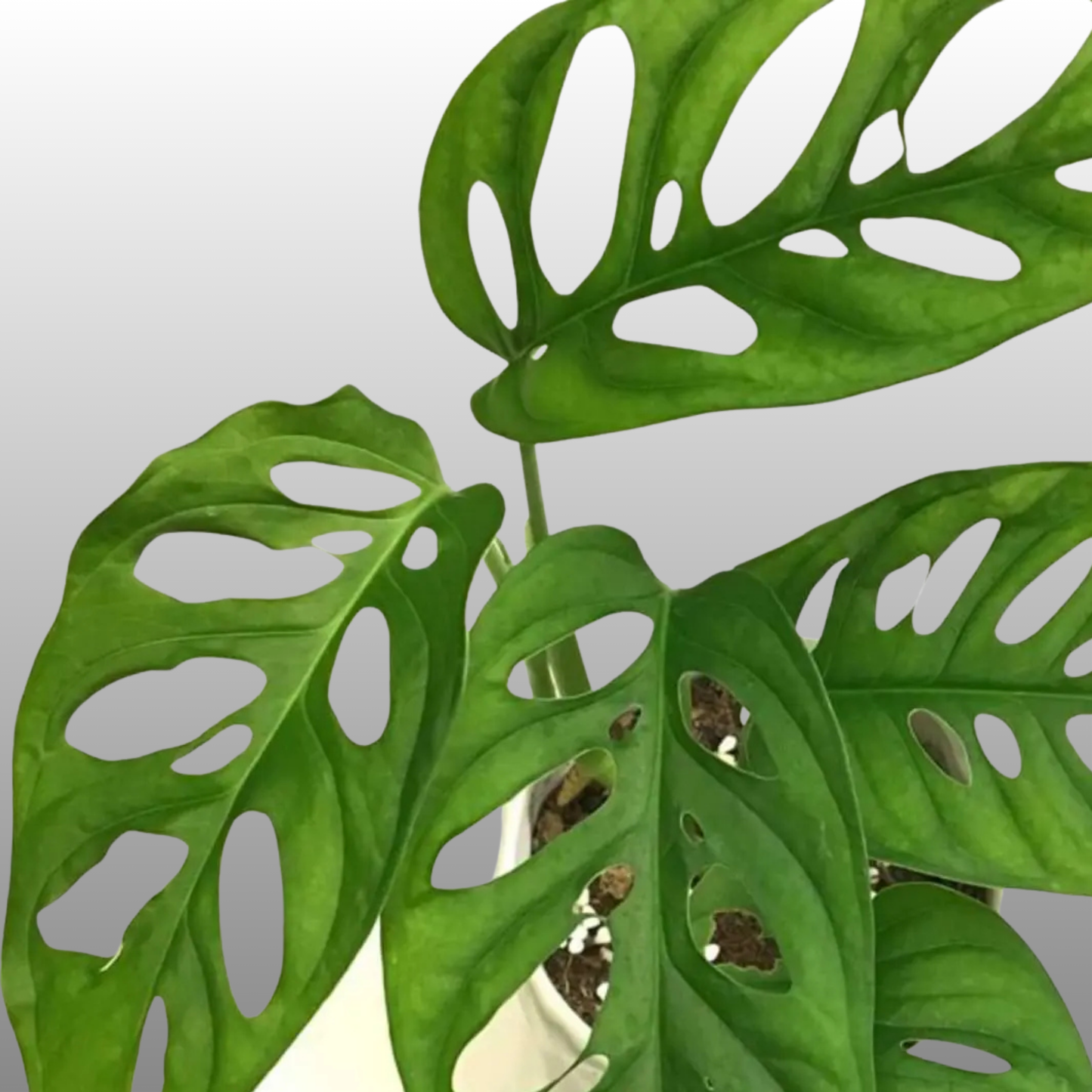 Monstera Acuminata