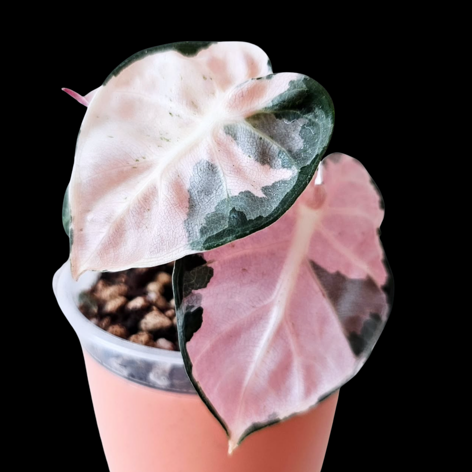 Alocasia Heart Balloon Pink Variegated - Coming Soon – Nelson