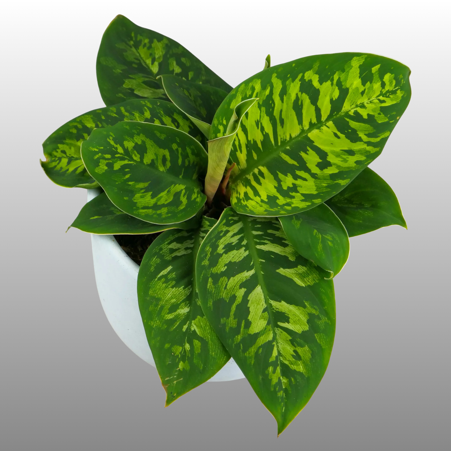 Adelonema wallisii (Homalomena wallisii)