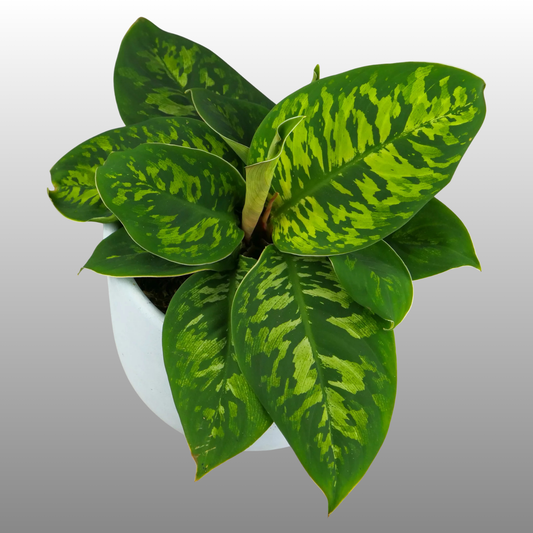 Adelonema wallisii (Homalomena wallisii)