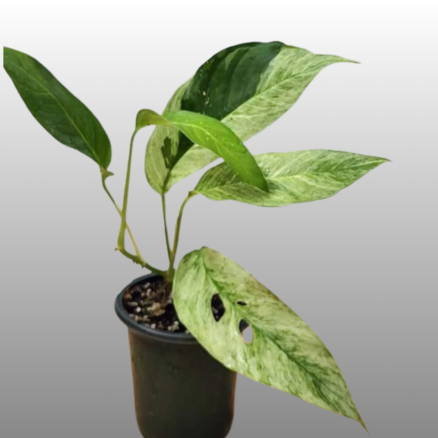 Monstera Adansonii Laniata Mint