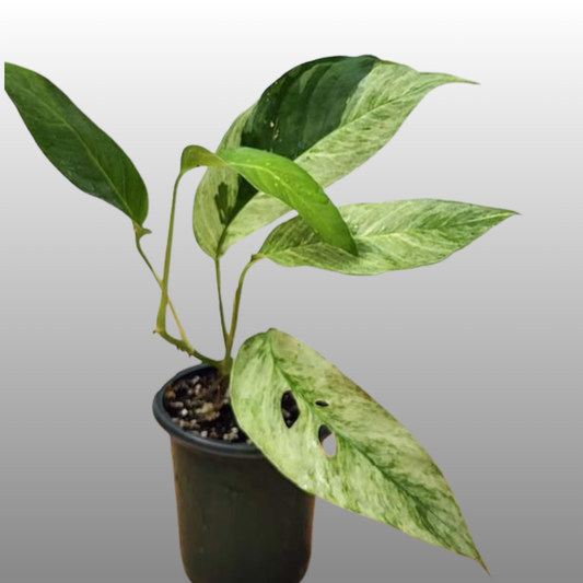 Monstera Adansonii Laniata Mint